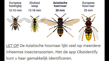 Op de afbeelding zijn 4 insecten weergegeven om het verschil met de hoornaar te kunnen zien.