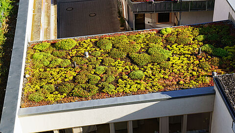 plat dak van een schuurtje met groene dakbedekking van sedum